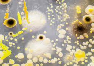Bacteria and Mold Cultures